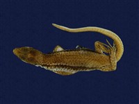 藏品(臺灣滑蜥)的圖片